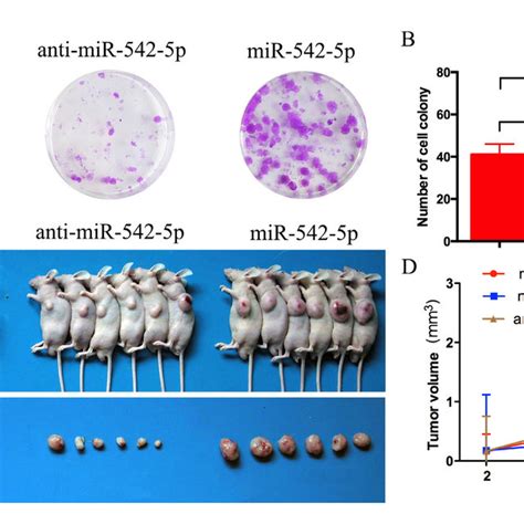 Mir P Promotes The Growth Of Osteosarcoma Tumors In Vivo A B