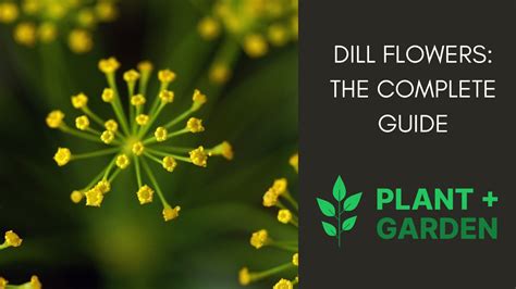 Dill Flowers: The Complete Guide