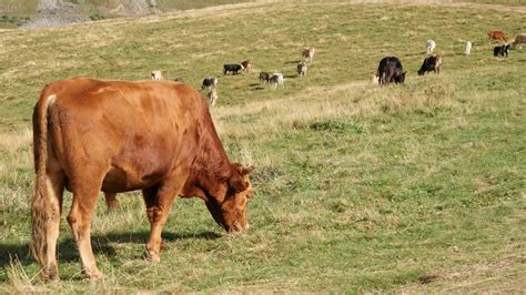 Livestock Farming Stock Video Footage for Free Download