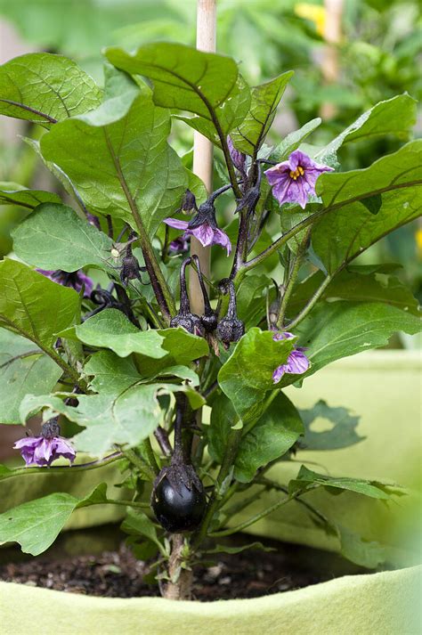 Brinjal Plant In Pot