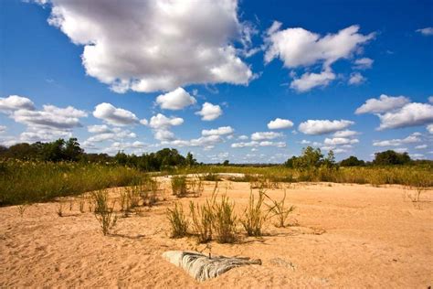 Kruger Scenary On Safari With Moriti Safars Moriti Private Safaris