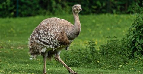 Rhea vs Ostrich: What’s The Difference? - A-Z Animals