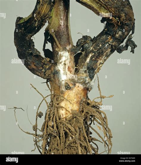 White Mould Or Stem Rot Sclerotinia Trifoliorum Mycelium And