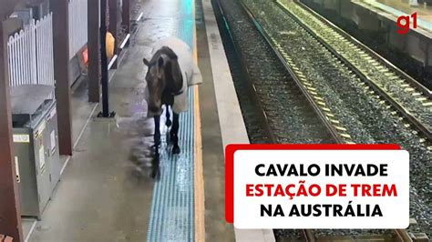 Vídeo Cavalo invade estação de trem na Austrália veja Mundo G1