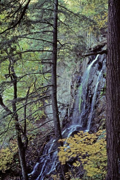 Eastern Hemlock Hardwood Forests