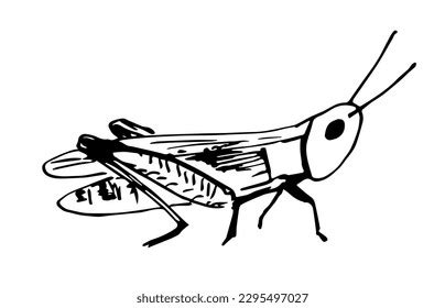 Simple Black Outline Vector Drawing Grasshopper Stock Vector Royalty