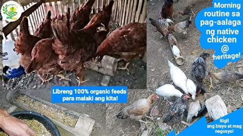 Saan Gawa Ang Libre Na 100 Organic Feeds Para Malaki Ang Kita YouTube