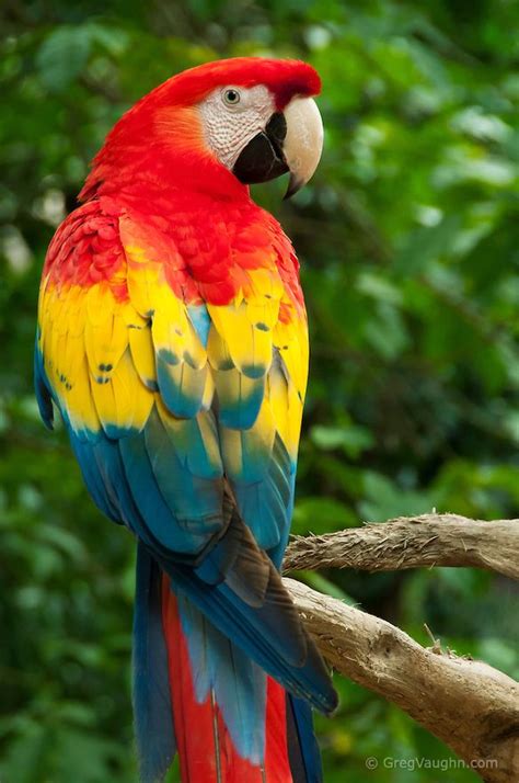 1759 best Parrots and Parrot Family Birds images on Pinterest | Animals ...