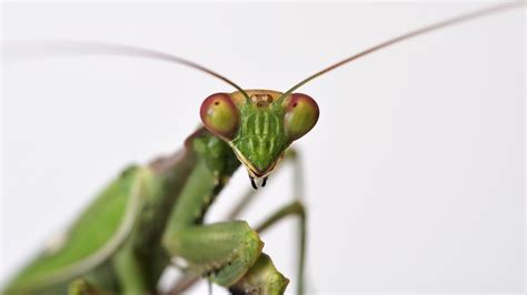 Praying Mantis