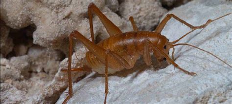 Animals - Carlsbad Caverns National Park (U.S. National Park Service)