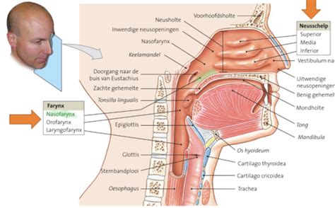 Kaarten Anatomie Het Ademhalingsstelsel Quizlet