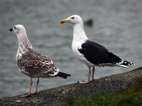 Great Black-backed Gull photo image 1 of 6 by Ian Montgomery at birdway ...