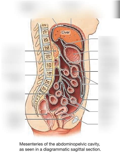 Abdominopelvic Cavity Organs Diagram Quizlet