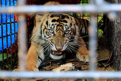 Dua Ekor Harimau Sumatra Terekam Tak Jauh Dari Pemukiman Warga Di Siak