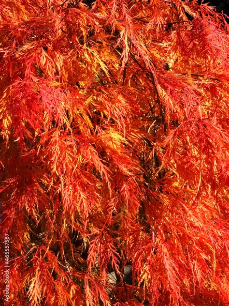 Colors of autumn fall: Red japanese maple tree acer palmatum dissectum ...