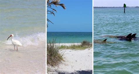 Why You Should Visit Caladesi Island State Park & What You Need To Know • Wild Hearted