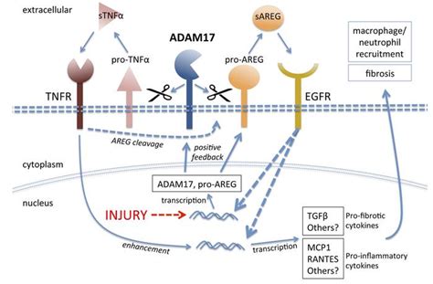 JCI Insight ADAM17 Substrate Release In Proximal Tubule Drives Kidney