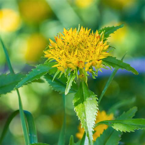 Rhodiola - St. Francis Herb Farm