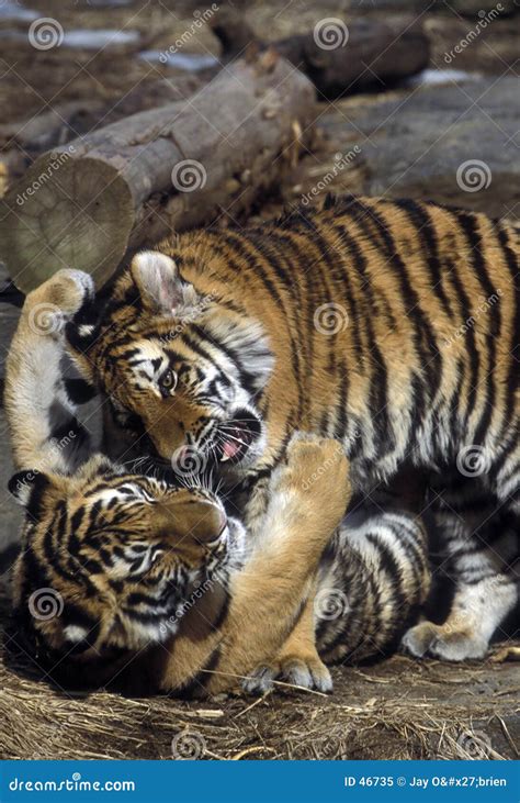 Tiger cubs playing stock image. Image of tiger, action, wrestling - 46735