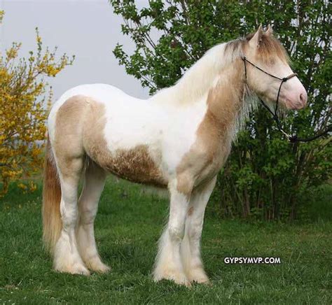 Gypsy Vanner Horse For Sale Stallion Buckskin Pearl Erwin