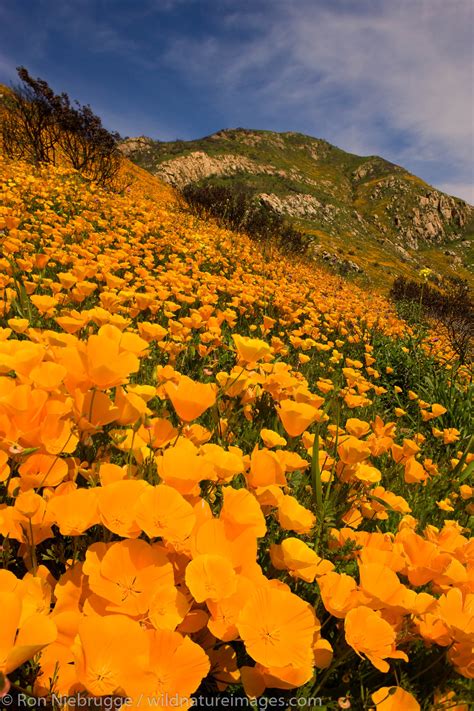 San Diego Wildflowers | Photos by Ron Niebrugge