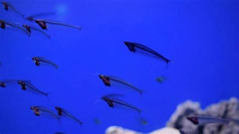 Glass Catfish Care Guide - Aquarium Inside