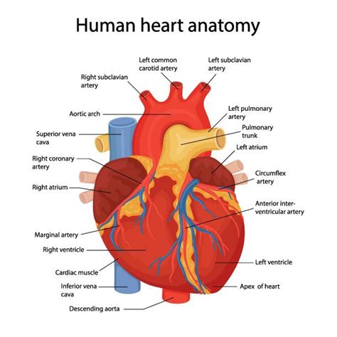 110+ Heart Anatomy Labeled Stock Photos, Pictures & Royalty-Free Images ...