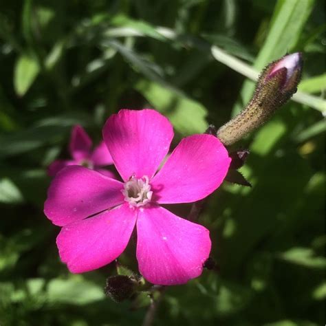 Silene Pendula Nodding Catchfly In Gardentags Plant Encyclopedia