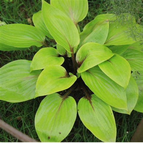 Hosta Purple Heart Plantain Lily Purple Heart Uploaded By