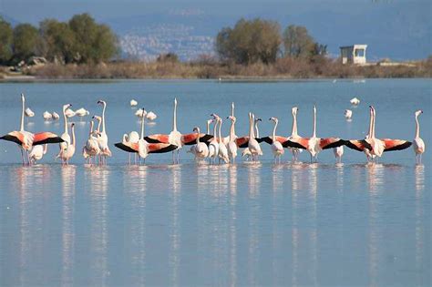 Alikes Salt Lake, Kos, Greece - Holidify