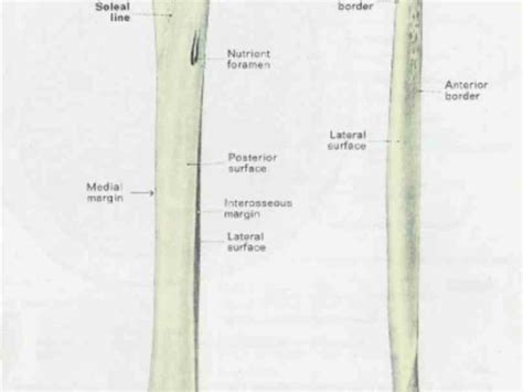 To Tibia Or Shin Plays A Significant Role In Stabilizing Ankle And