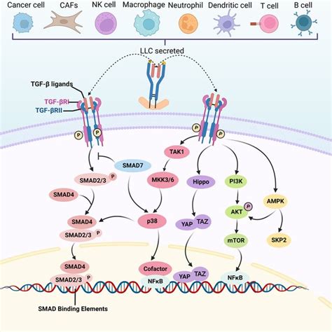 Canonical And Non Canonical Tgf Signaling Pathway Llc Are Produced