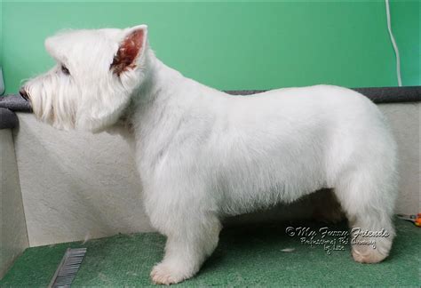 Westie Haircut Pictures Dog Groomers Pet Grooming Westie Dogs