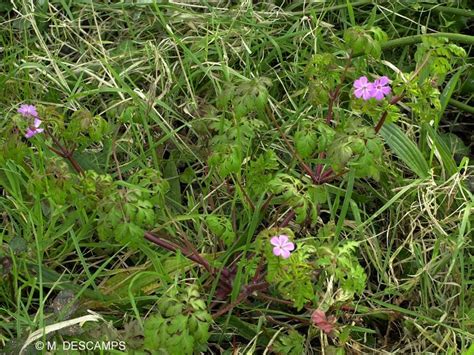 Géranium herbe à Robert Geranium robertianum Géraniaceae