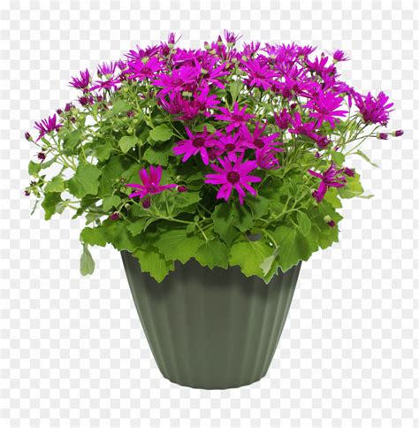 Transparent Flower Pot PNG Transparent With Clear Background ID 113917