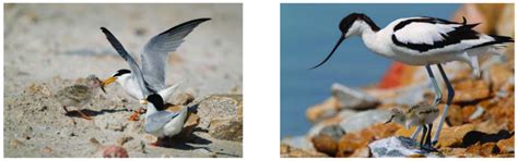 Little tern (left) and avocet (right) breeding colony (Source: Antonio... | Download Scientific ...