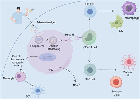 advances  vaccine adjuvants pmc