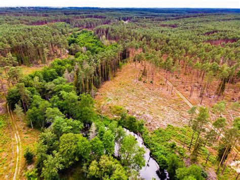 Brda River And Tuchola Forest In Poland Aerial View Stock Image