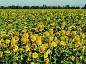 12 Magical Sunflower Fields in California (North + South) - California ...