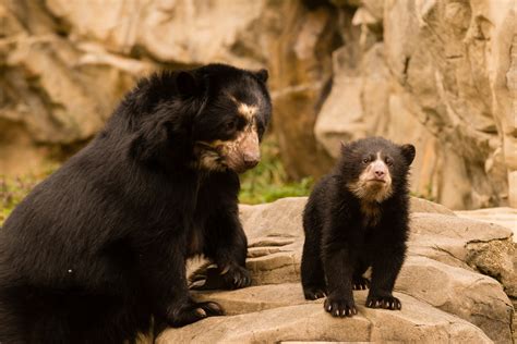 Andean bear cubs at National Zoo named - WTOP News