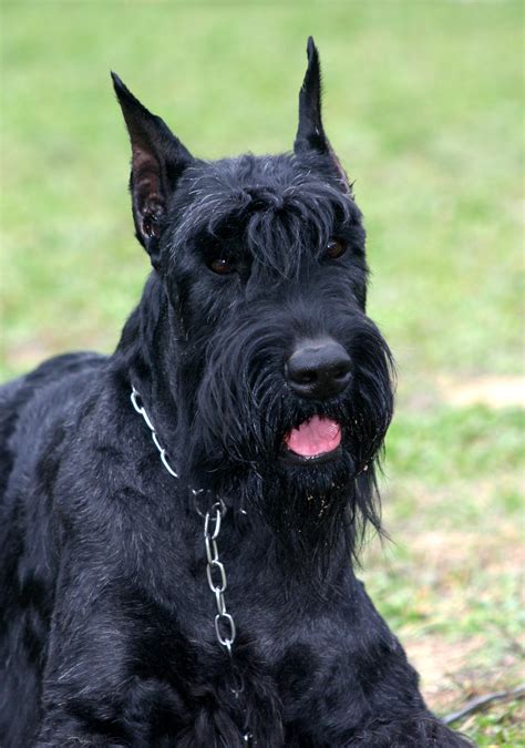 Whats The Biggest Terrier
