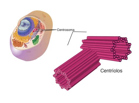 Centriolos Explicación Y Ejemplos Mi Apunte Escolar