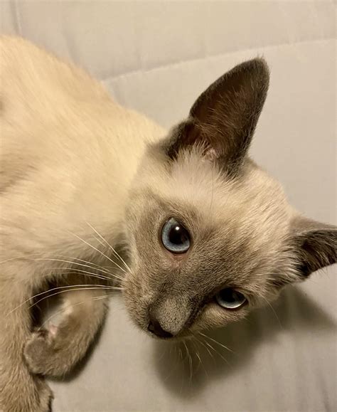 First time Siamese owner! Her name is Mystie and she is gorgeous. : r