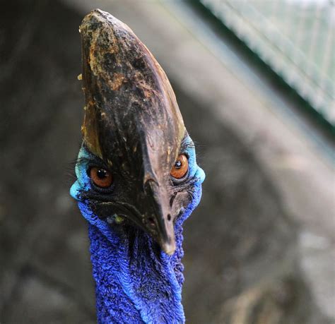 6000 Free 헬멧을 쓴 화식조 And Cassowary Images Pixabay