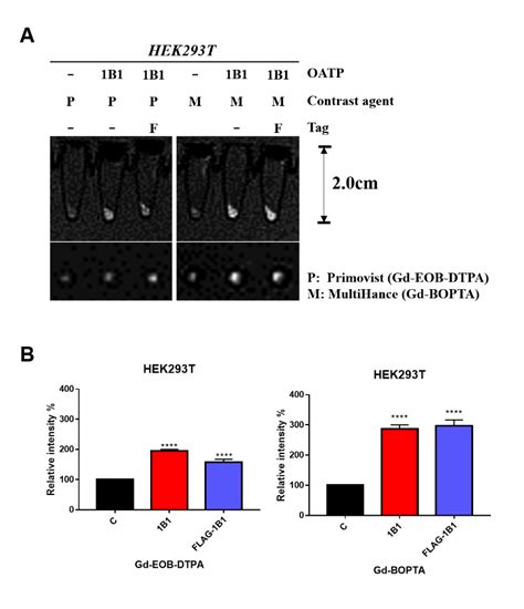 In Vitro MRI Contrast Agent Uptake In 293T Cells A OATP Expressing