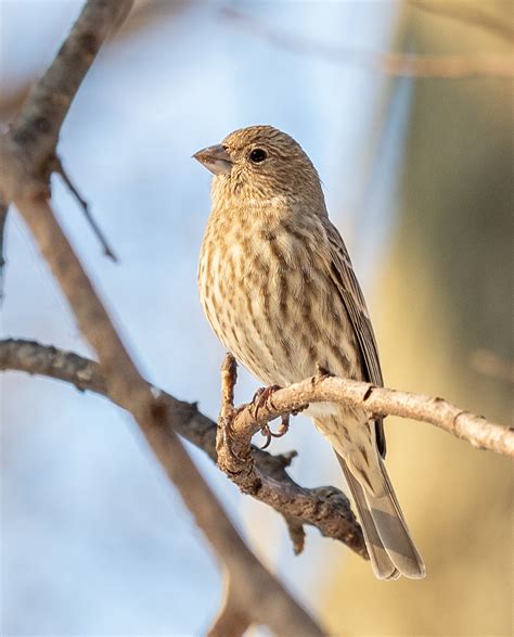 Female House Finch Bird