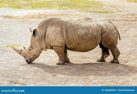 One Large Southern White Rhinoceros in Their Habitat in Dublin Zoo Stock Photo - Image of mammal ...