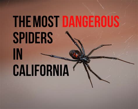 Venomous Spiders Found In California Nature Blog Network