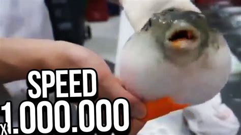 Pufferfish Eating A Carrot Speed X Youtube