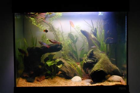 Cloudy Fish Tank Water: Causes and How to Fix It - Solahart Handal